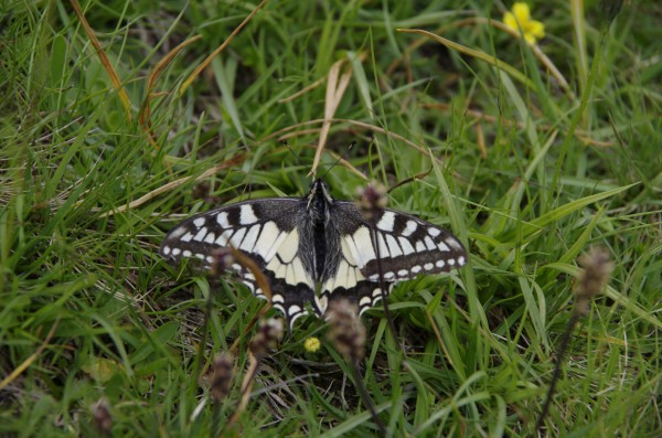 Papilo Machaon - Koninginnenpage