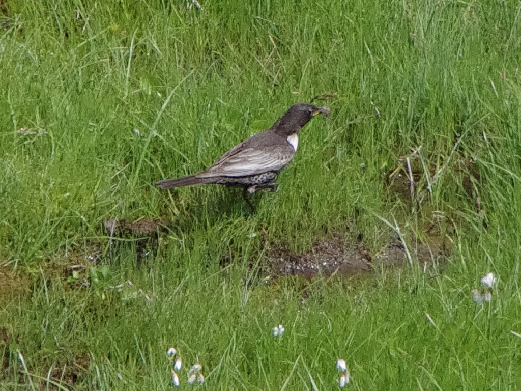 Beflijster [Turdus torquantus]