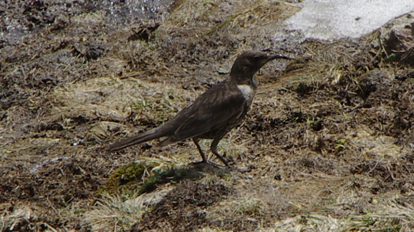 Beflijster /Turdus torquatus