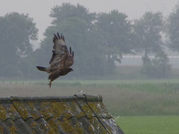 Opvliegende Buizerd