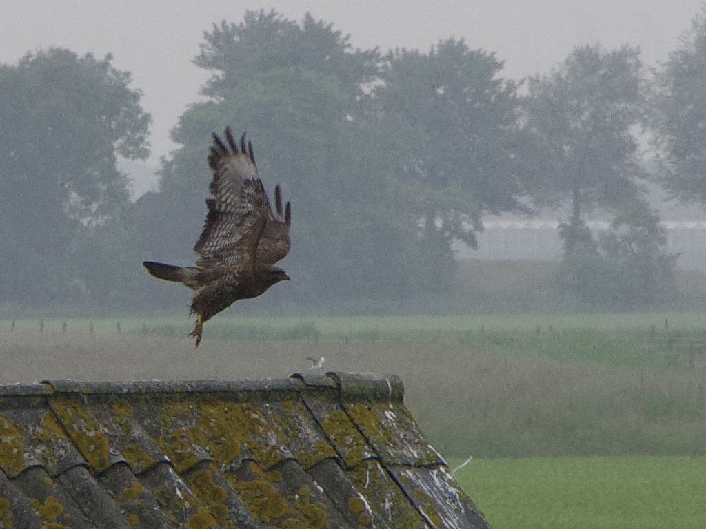 Opvliegende Buizerd