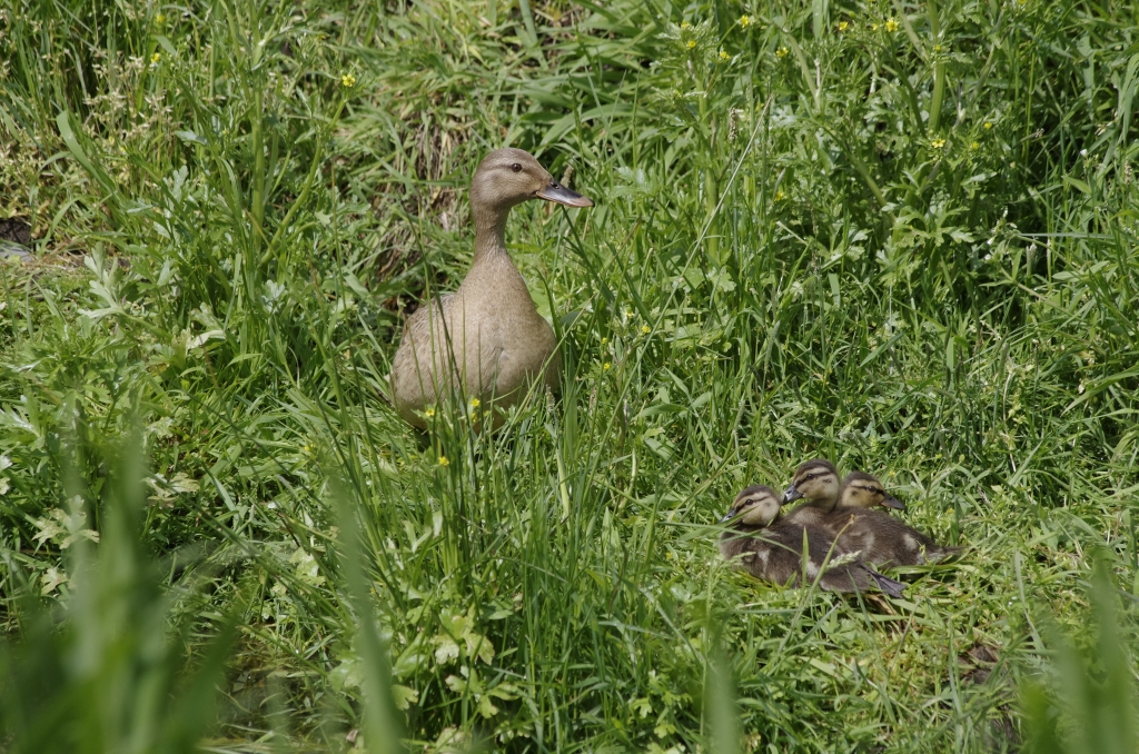 Vogels-eenden-_IGP2208-1024