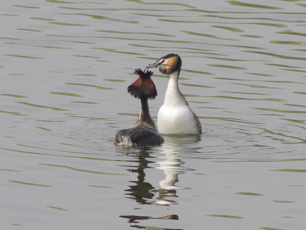 Vogels-fuut-_IGP1139_1024