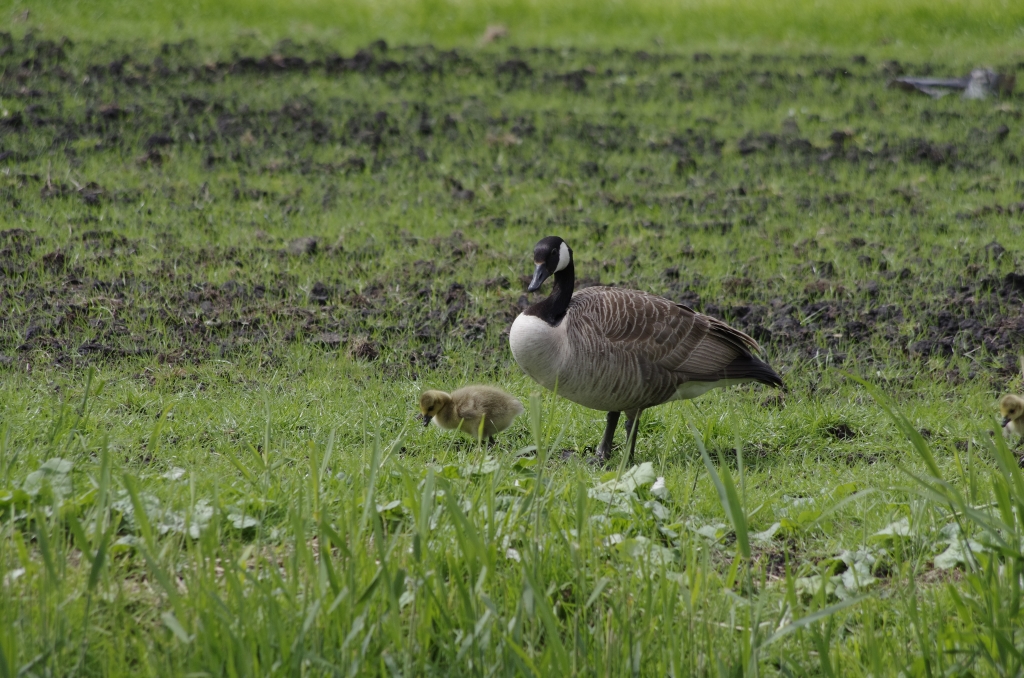 Vogels-ganzen-_IGP2235-1024