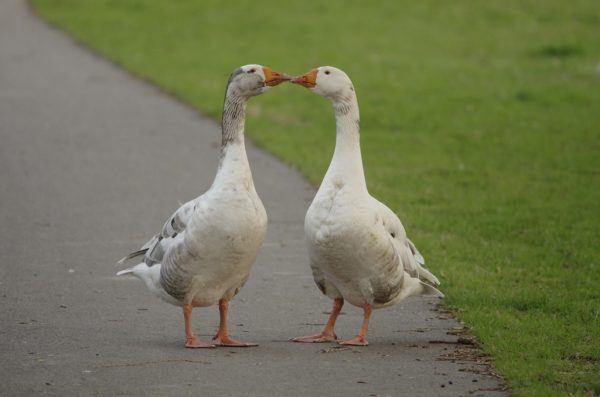 Vogels-ganzen-_IGP2676_1024