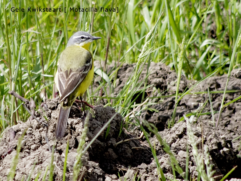 Vogels-gelekwikstaart-_IGP2288ps-1024