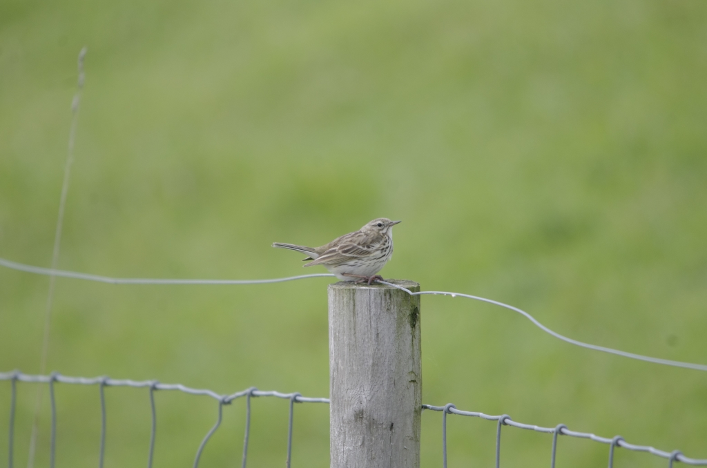 Vogels-graspieper-_IGP2399-1024