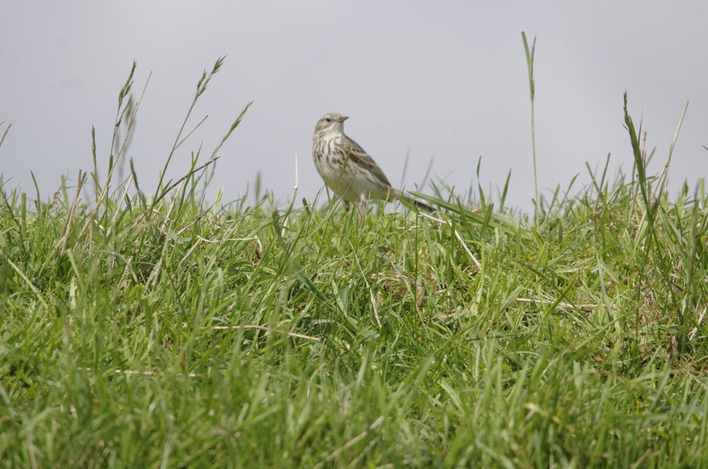 Vogels-graspieper-_IGP2400-1024