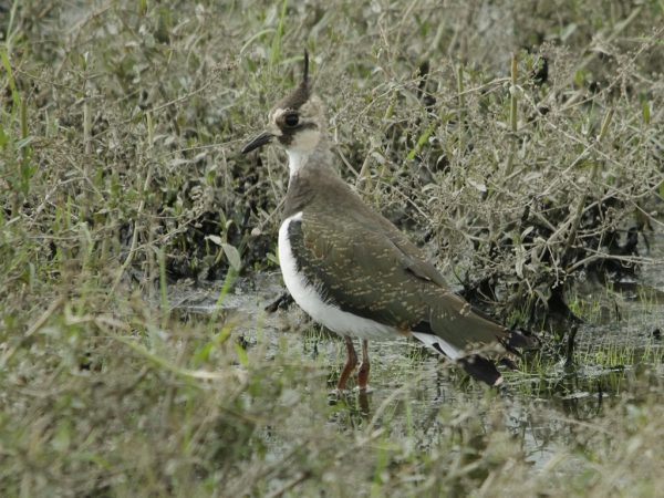 Jonge Kievit [ Vanellus vanellus]