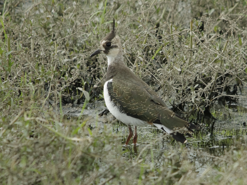 Jonge Kievit [ Vanellus vanellus]