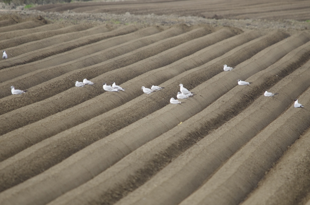 Vogels-meeuwen-_IGP1323-1024