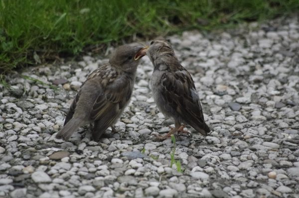 Sparrow feeding