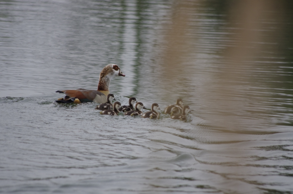 Vogels-nijlganzen-_IGP1290-1024