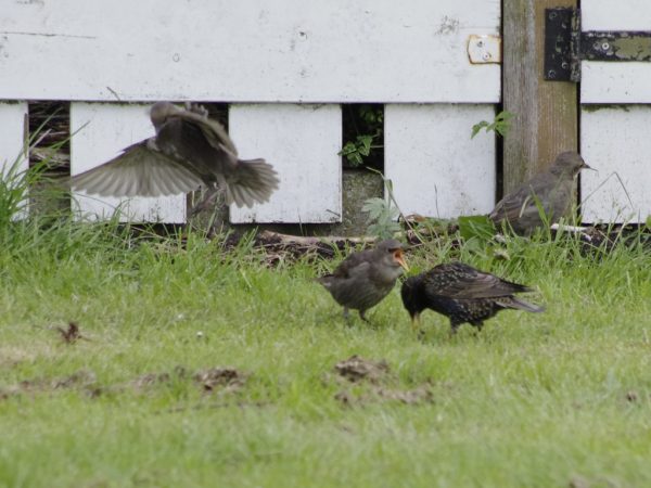 Vogels-spreeuwen-_IGP2220_1024