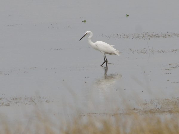 Zilverreiger