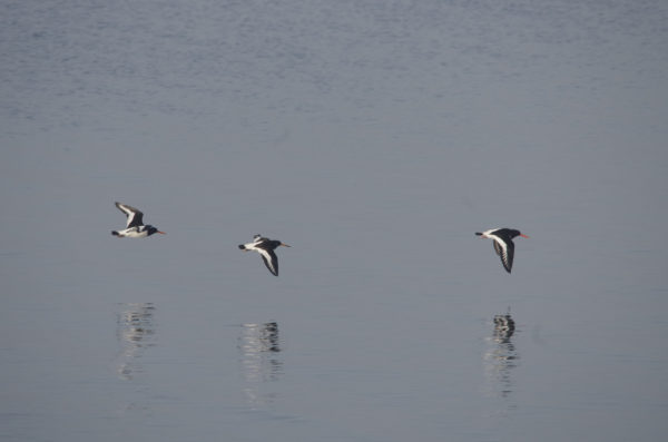 Scholeksters [ Haematopus ostralegus ]