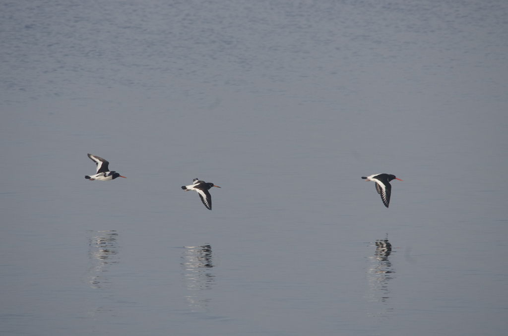 Scholeksters [ Haematopus ostralegus ]